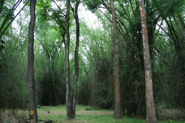 bamboo forests in wayanad