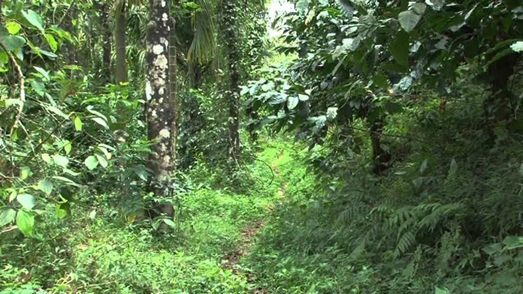 bio-garden in wayanad