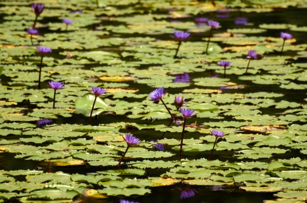 lakes in wayanad