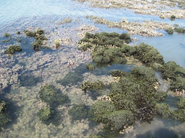 kurusadai island in rameswaram