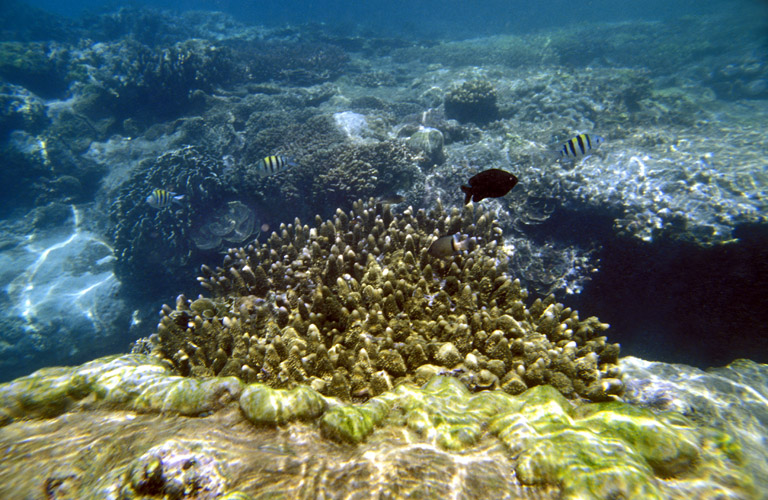 sea world aquarium in rameswaram