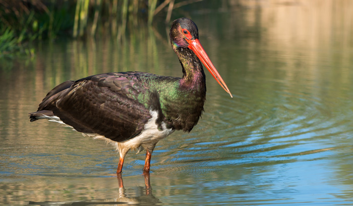 water bird sanctuary in rameswaram