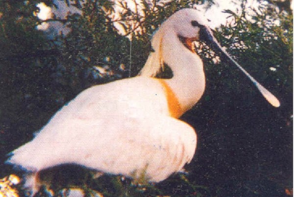 chitrangudi bird sanctuary in rameswaram