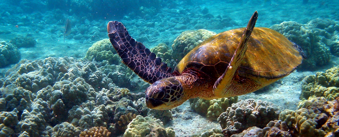 gulf of mannar marine national park in rameswaram