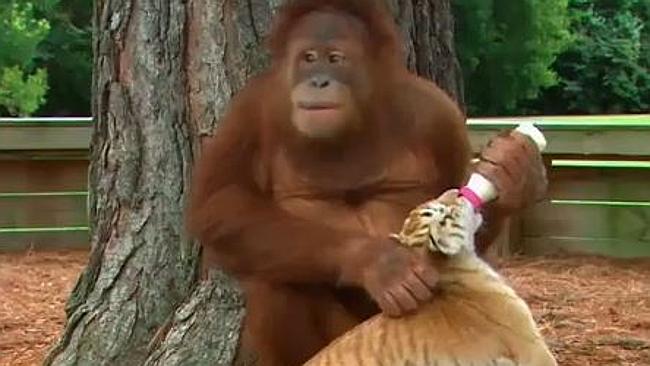 An Orangutan feeds baby tigers at zoo