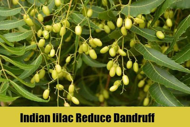 Indian-lilac-Reduce-Dandruff (1)