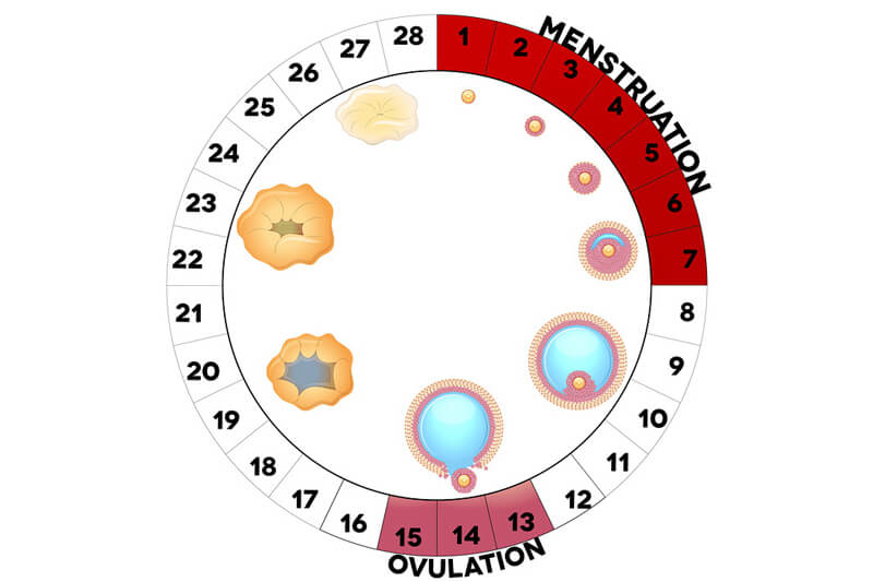 bigstock-Menstrual-Cycle-cropped (1)