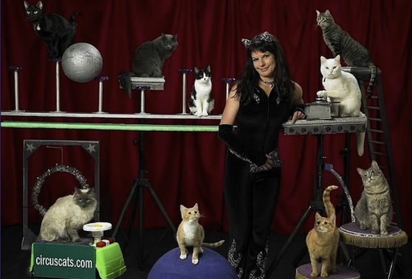 cat-circus-is-a-circus-starring-cats