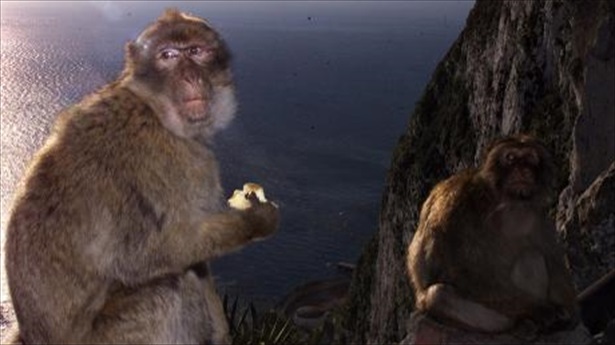 gibraltar-to-banish-troublesome-monkeys