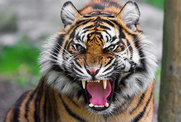 man-eating-tiger-in-india-shot-dead