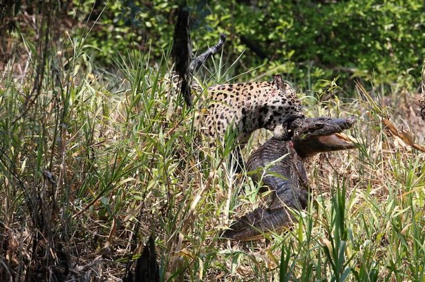 one-eyed-jaguar-captures-a-crocodilian-reptile