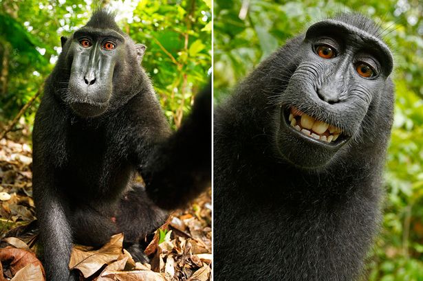 wikipedia-refuses-photographers-request-to-remove-animal-selfie