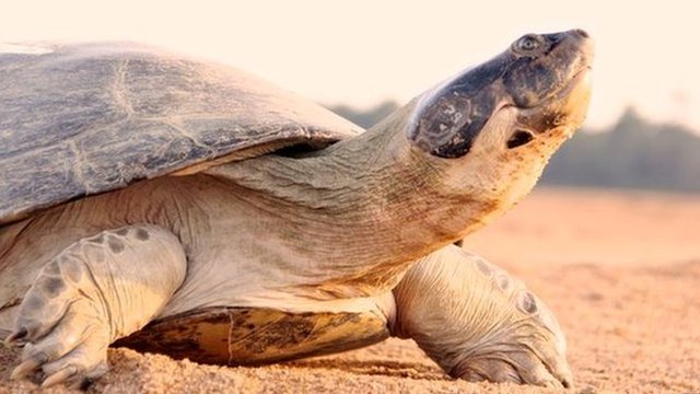 river-turtle-mothers-communicate-with-their-hatchlings