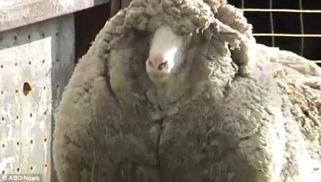 sheep-with-20kg-woolly-coat-found-in-tasmania