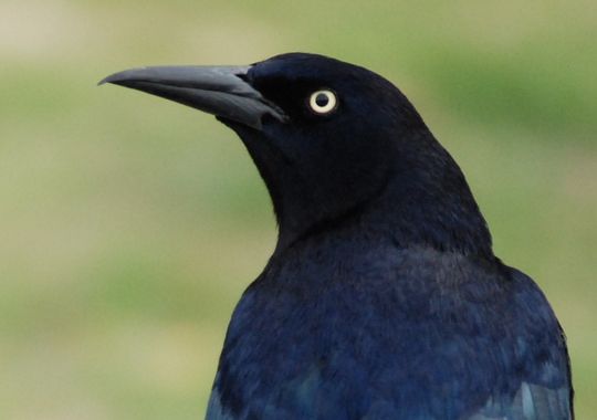 aggressive-black-bird-attacks-people-in-san-francisco