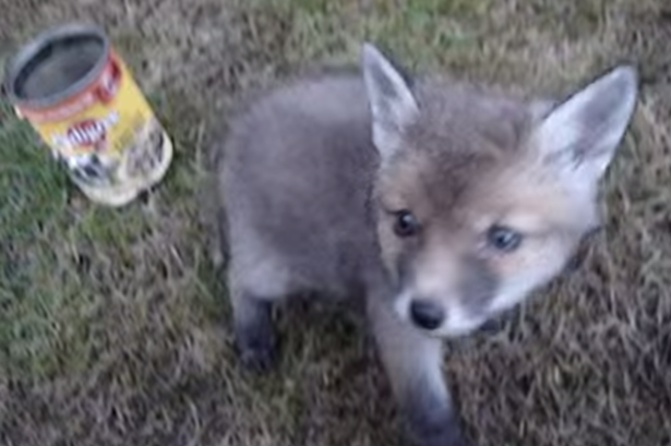 a-kind-hearted-man-rescues-the-life-of-a-fox-cub-from-a-tin-can