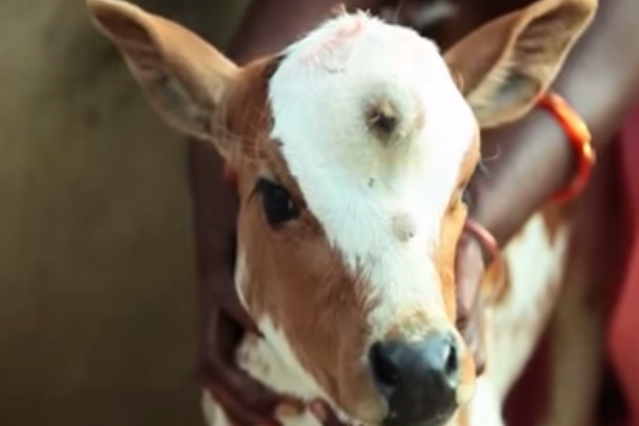a-three-eyed-cow-is-born-in-india