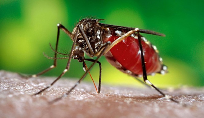 Deadly mosquitoes carrying Dengue fever and C