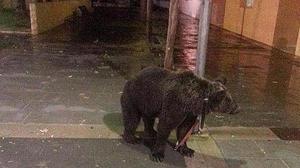 the-act-of-a-spanish-man-who-tied-his-pet-bear-outside-a-bar-becomes-highly-controversial