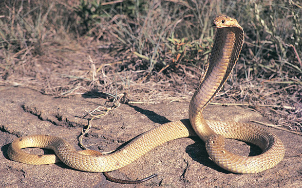 dutch-town-is-on-alert-following-the-escape-of-a-poisonous-cobra