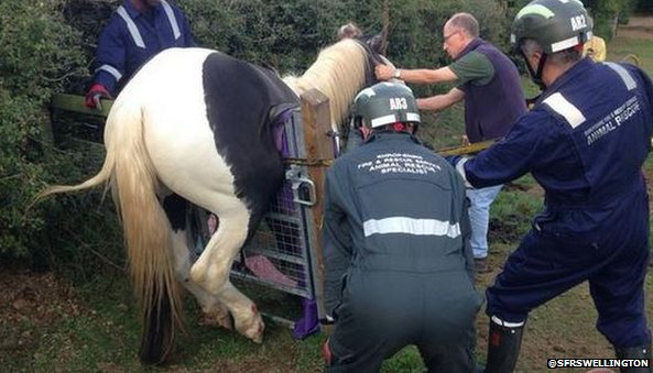 the-trapped-horse-at-shorpshire-rescued