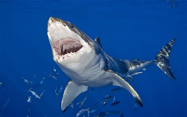 massive-shark-killed-an-australian