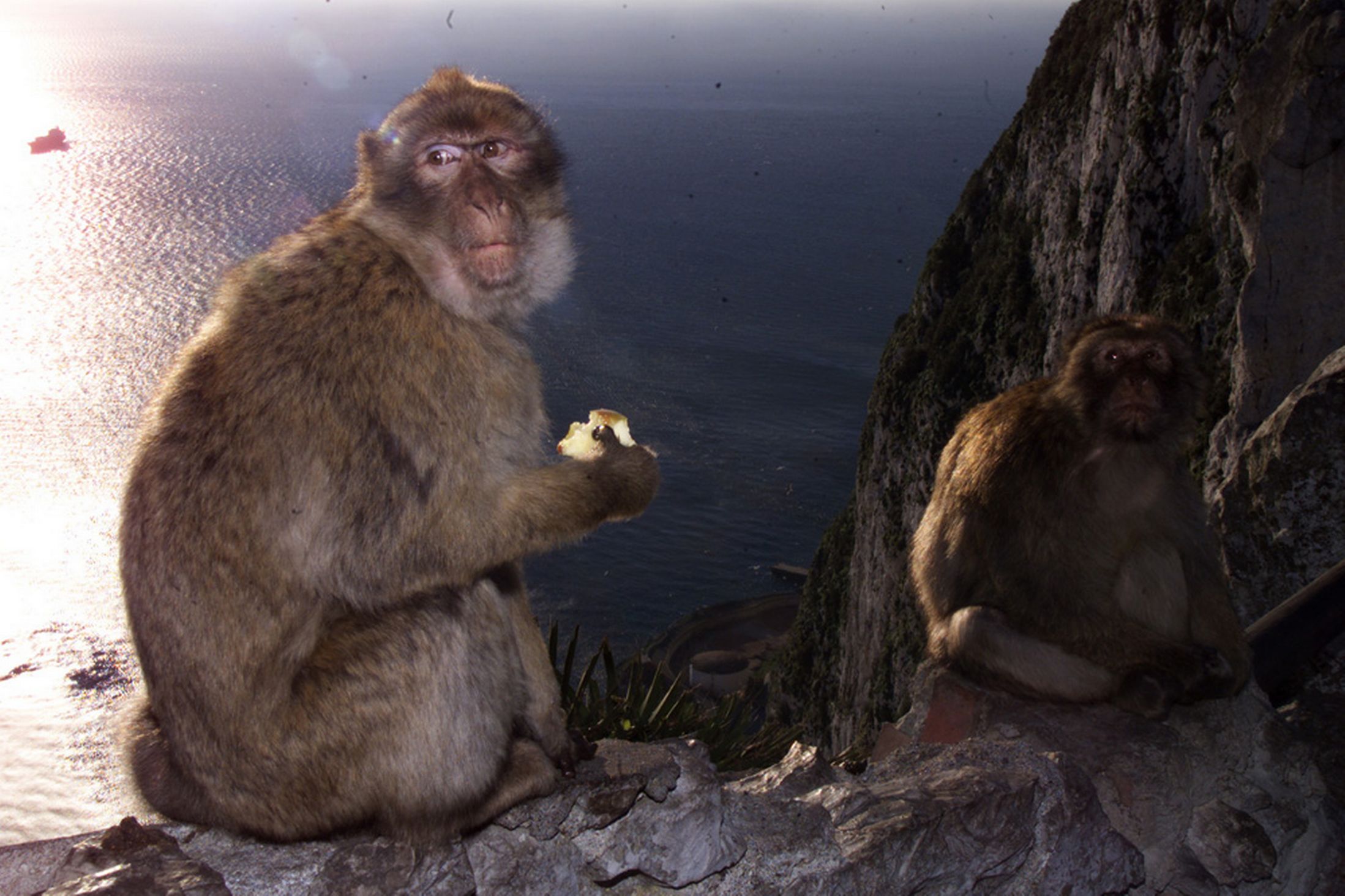 thirty-crooked-apes-are-expelled-after-terrorizing-locals-in-gibraltar