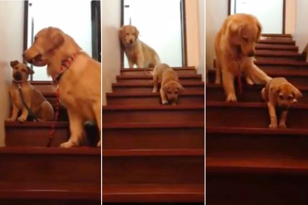 A golden retriever dog assists its younger fr