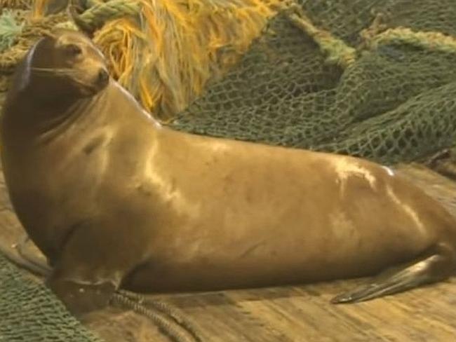 accidentally-captured-angry-sea-lion-throws-fishermen-across-deck