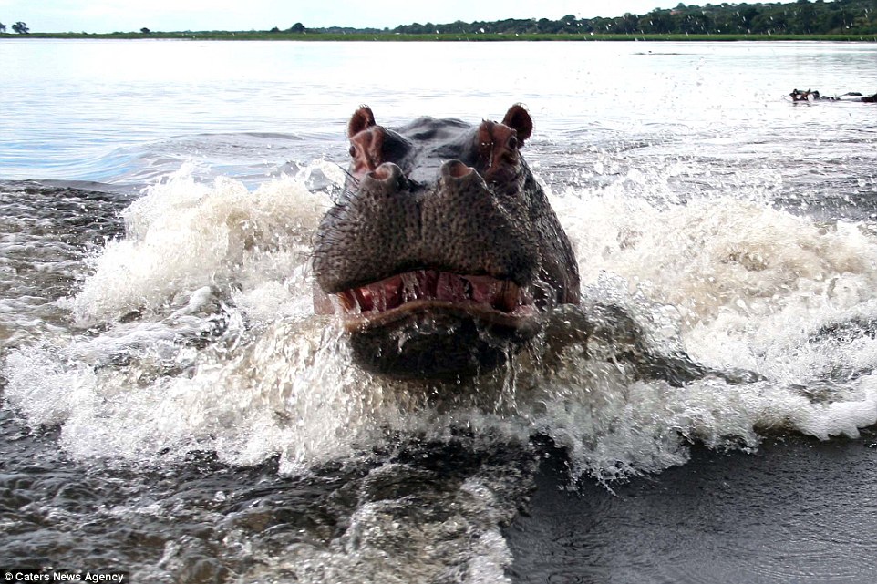 angry-hippo-at-chobe-national-park-attacks-tourists-in-a-safari-boat