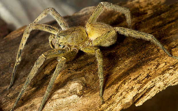 brazilian-wanderer-spider-observed-in-waitrose-online-shopping