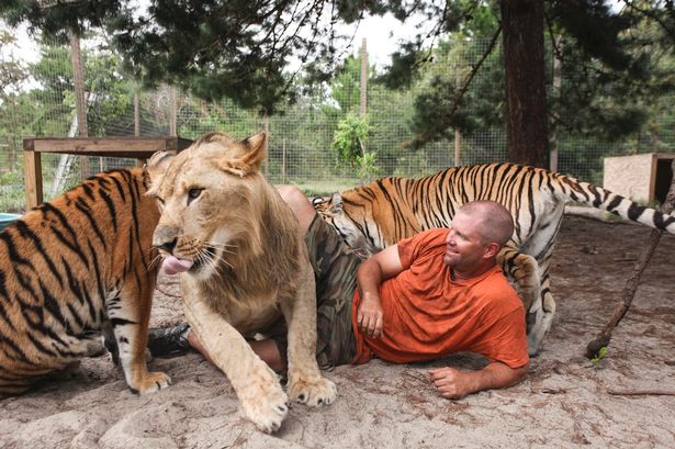cat-enthusiast-who-shares-his-backyard-with-tigers-and-lions