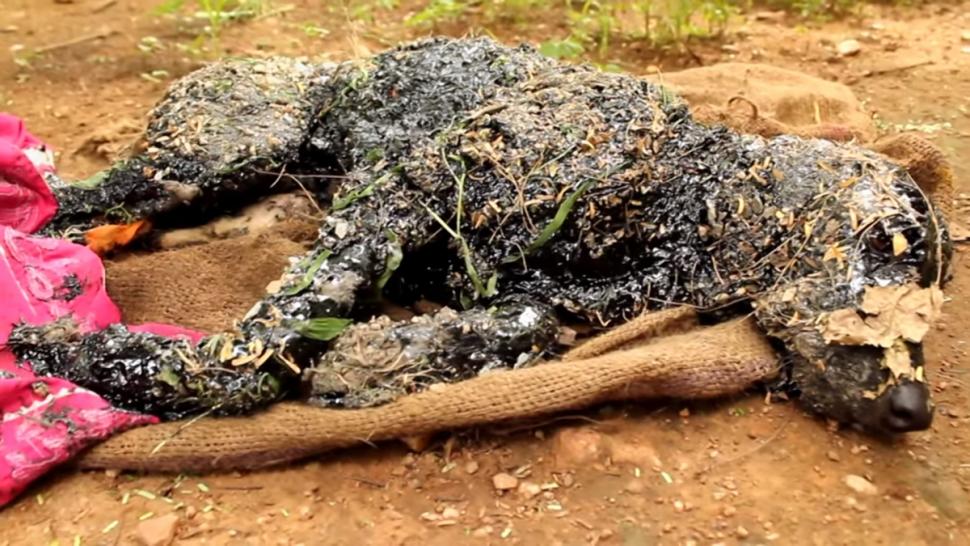 dog-fallen-in-rock-solid-tar-pit-is-rescued-remarkably