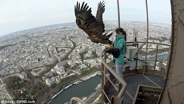 Eagle takes an amazing footage of Paris city 