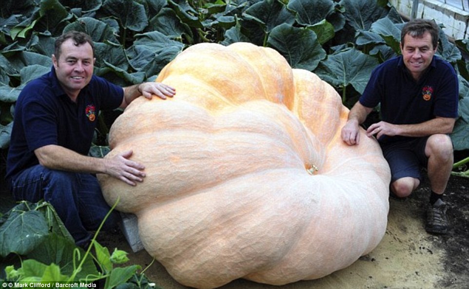 giant-pumpkin-breaks-the-uk-record