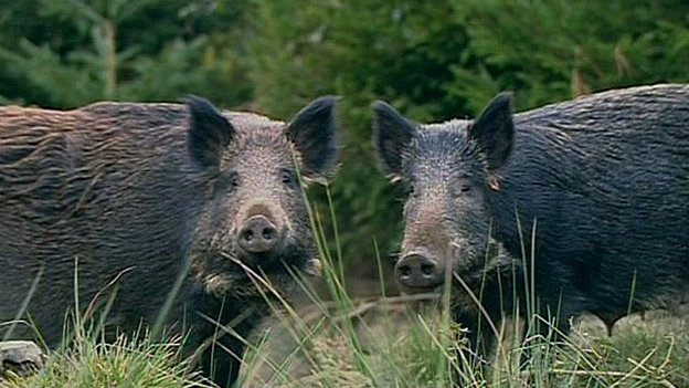 millions-of-wild-pigs-threaten-residents-of-us