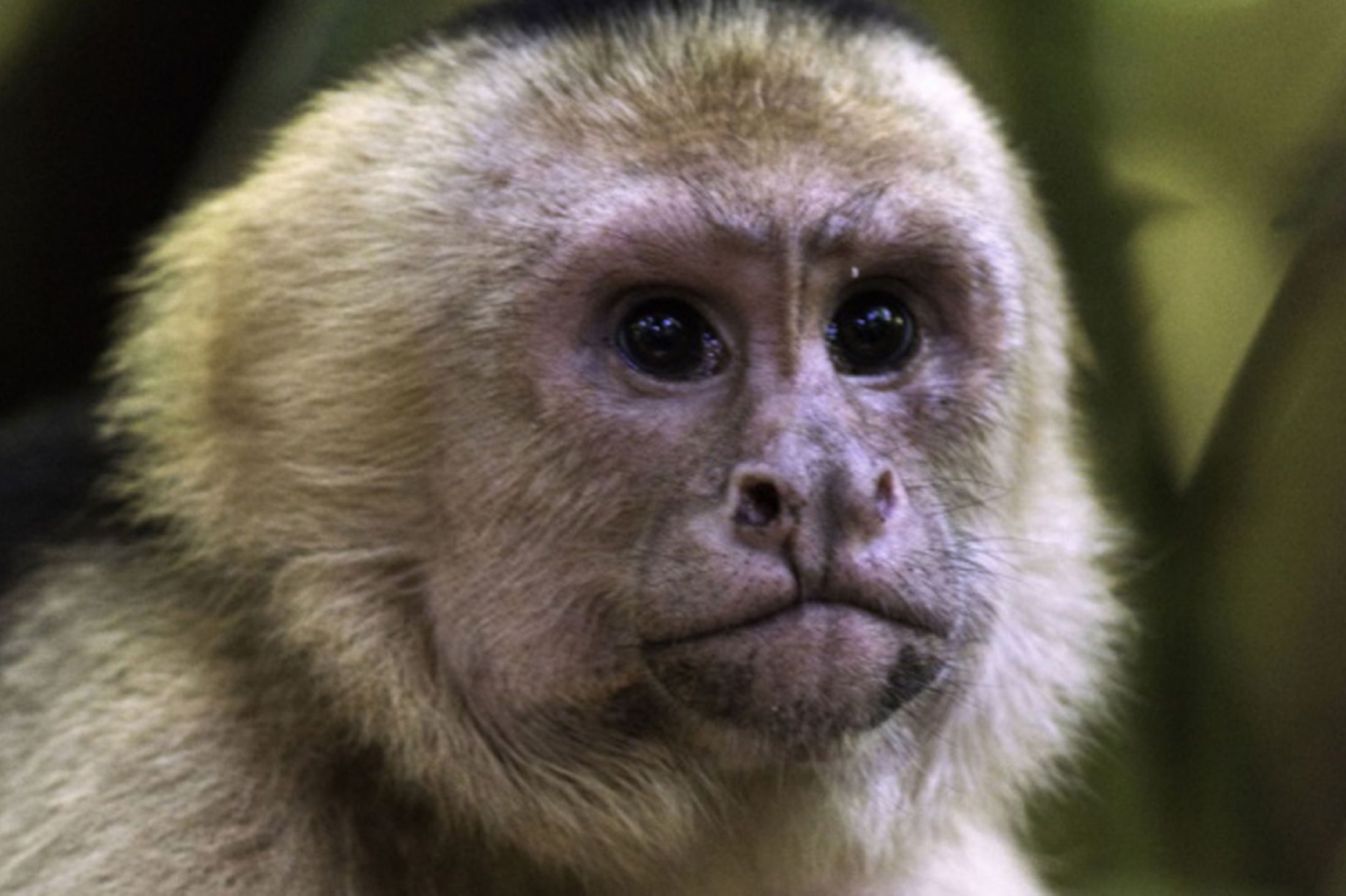 two-capuchin-monkeys-which-bite-and-scratch-humans-are-escaped
