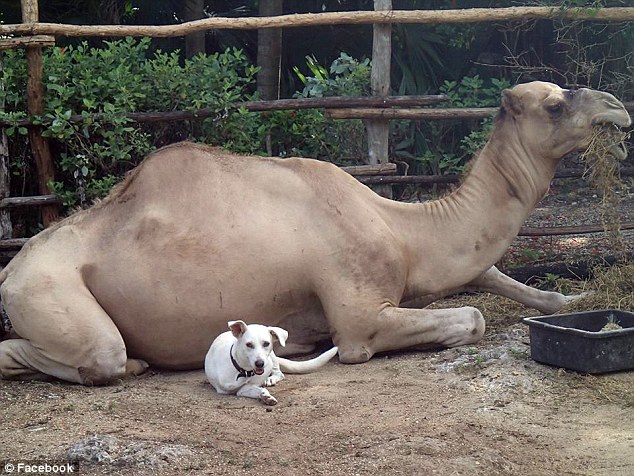 us-national-is-killed-by-a-camel