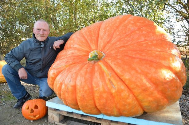 giant-haloween-pumpkin-is-grown-by-a-granddad