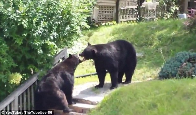 monster-black-bears-fight-at-the-street-of-new-jersey