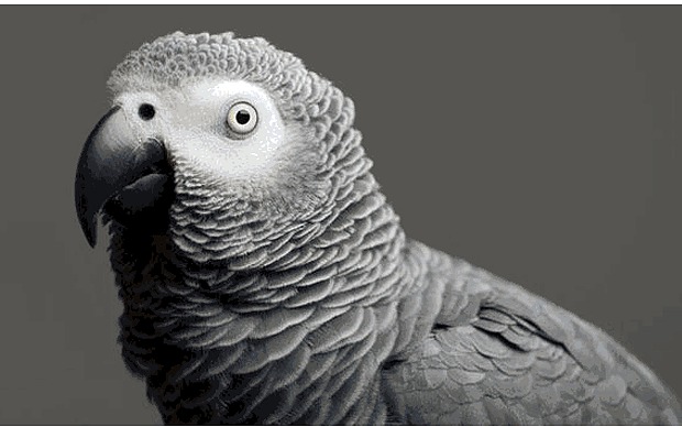 parrot-missing-years-before-returns-speaking-spanish
