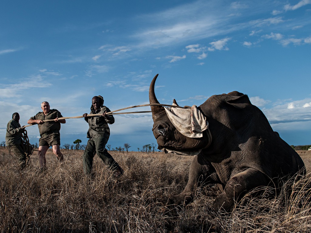 tedious-work-to-save-rhinos-has-begun-at-kruger-national-park