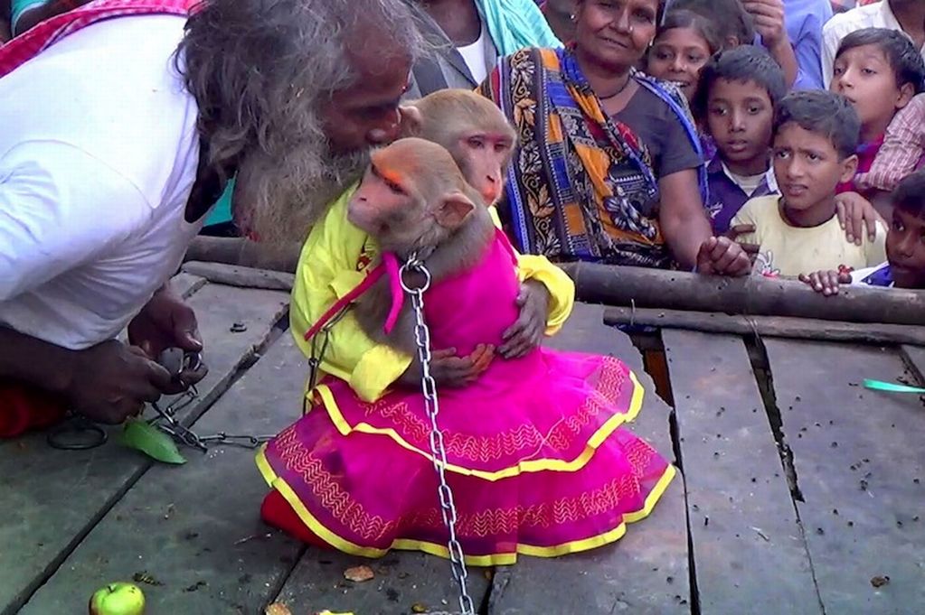an-indian-man-organized-wedding-ceremony-for-a-monkey-couple