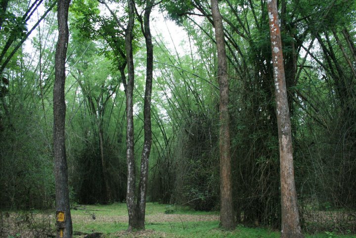 bamboo-forests-in-wayanad