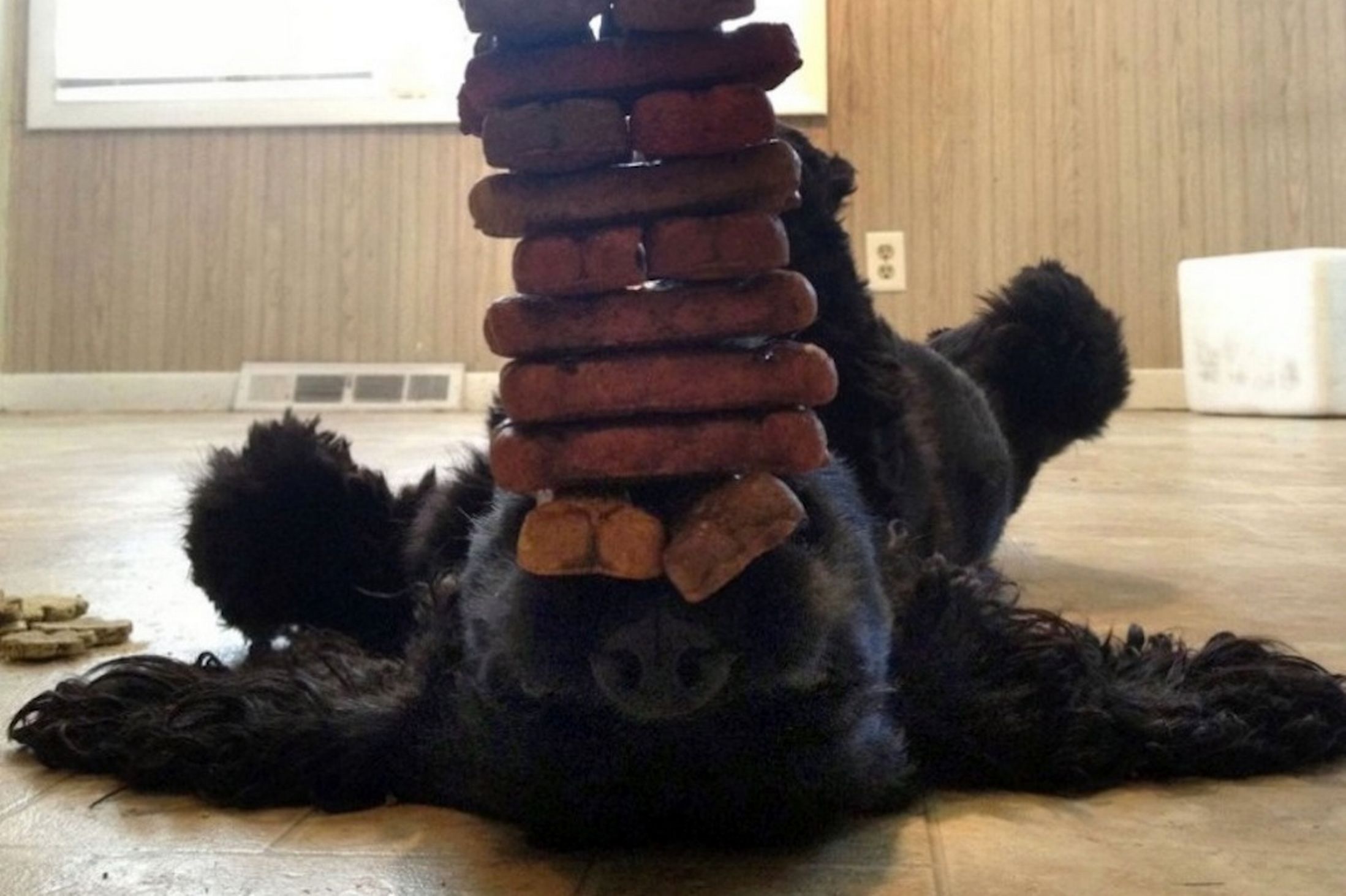 The dog which shows 250 unique tricks