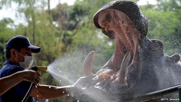 colombian-government-starts-sterilizing-hippos