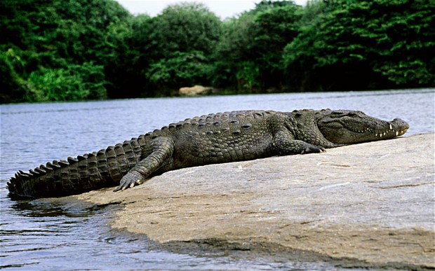 crocodile-attack-database-to-ease-conservation-efforts-and-save-human-lives