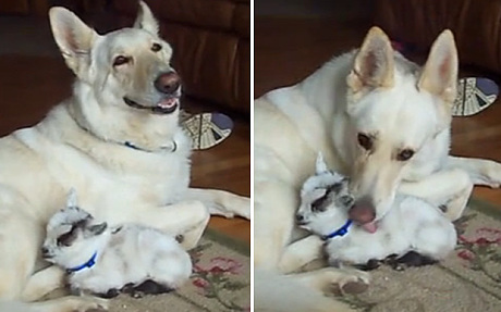 german-shepherd-takes-care-of-a-newly-born-pygmy-goat