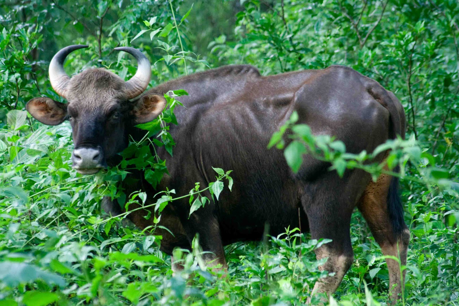 Tholpetty Wildlife Sanctuary