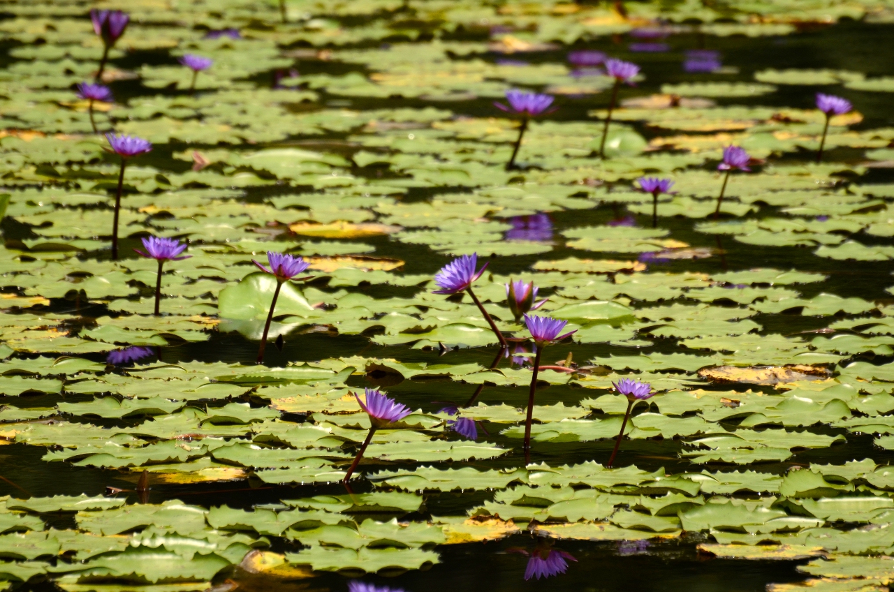 lakes-in-wayanad